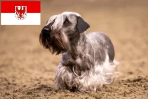 Read more about the article Criador de Terrier checo e cachorros em Brandenburg