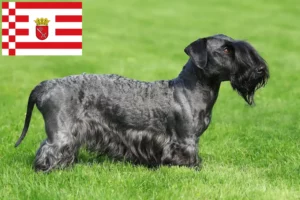 Read more about the article Criador de Terrier checo e cachorros em Bremen