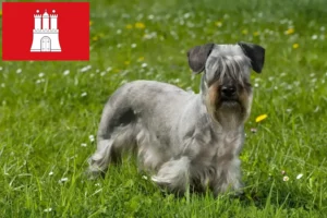 Read more about the article Criador de Terrier checo e cachorros em Hamburgo