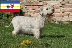Read more about the article Criador de Terrier Checo e cachorros em Mecklenburg-Vorpommern