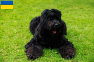 Read more about the article Criador de Terrier Preto Russo e cachorros na Ucrânia