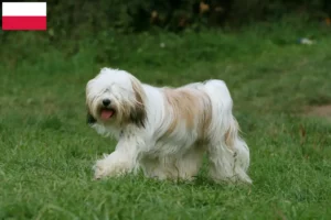 Read more about the article Criadores de Terrier Tibetano e cachorros na Polónia