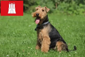 Read more about the article Criadores de Welsh Terrier e cachorros em Hamburgo