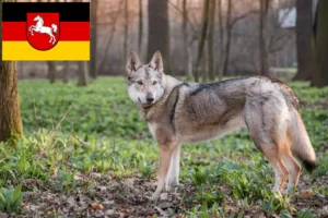 Read more about the article Criador de cães lobos checoslovacos e cachorros na Baixa Saxónia