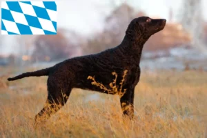 Read more about the article Criadores de Curly Coated Retriever e cachorros na Baviera