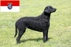 Read more about the article Criadores de Curly Coated Retriever e cachorros em Hessen