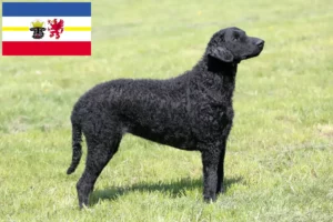 Read more about the article Criadores de Curly Coated Retriever e cachorros em Mecklenburg-Vorpommern