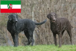 Read more about the article Criadores de Curly Coated Retriever e cachorros na Renânia do Norte-Vestefália