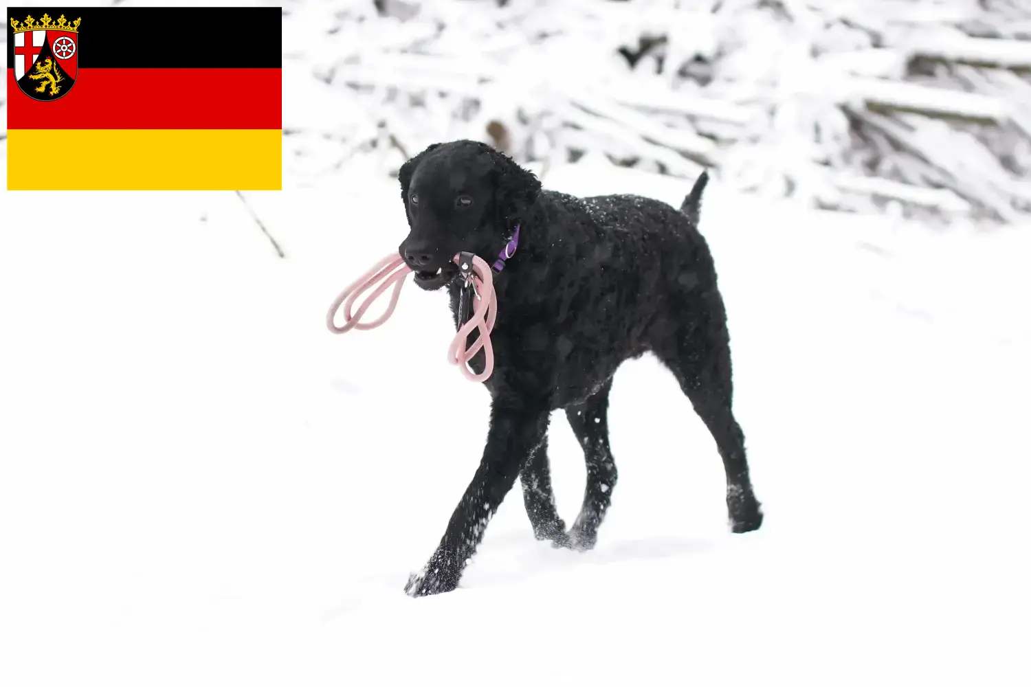 Cachorros e criadores de Curly Coated Retriever Renânia-Palatinado Aqui pode encontrar criadores de Curly Coated Retriever em Rhineland-Palatinate.