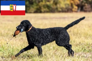 Read more about the article Criadores de Curly Coated Retriever e cachorros em Schleswig-Holstein