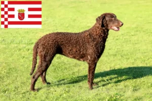 Read more about the article Criadores de Curly Coated Retriever e cachorros em Bremen