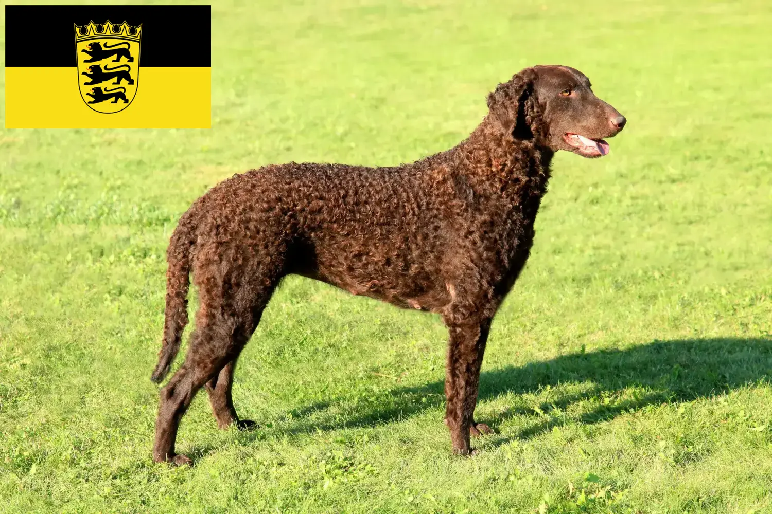 Cachorros e criadores de Curly Coated Retriever Baden-Württemberg Aqui pode encontrar criadores de Curly Coated Retriever em Baden-Württemberg.