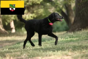 Read more about the article Criadores de Curly Coated Retriever e cachorros em Saxónia-Anhalt