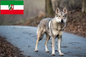 Read more about the article Criadores e cachorros de cães-lobo checoslovacos na Renânia do Norte-Vestefália