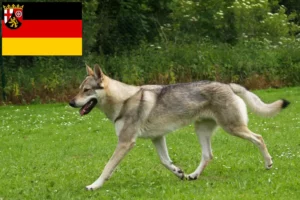 Read more about the article Criadores de cães de caça checoslovacos e cachorros na Renânia-Palatinado