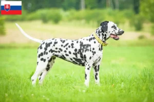 Read more about the article Criadores de dálmatas e cachorros na Eslováquia