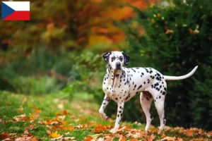 Read more about the article Criadores de dálmatas e cachorros na República Checa