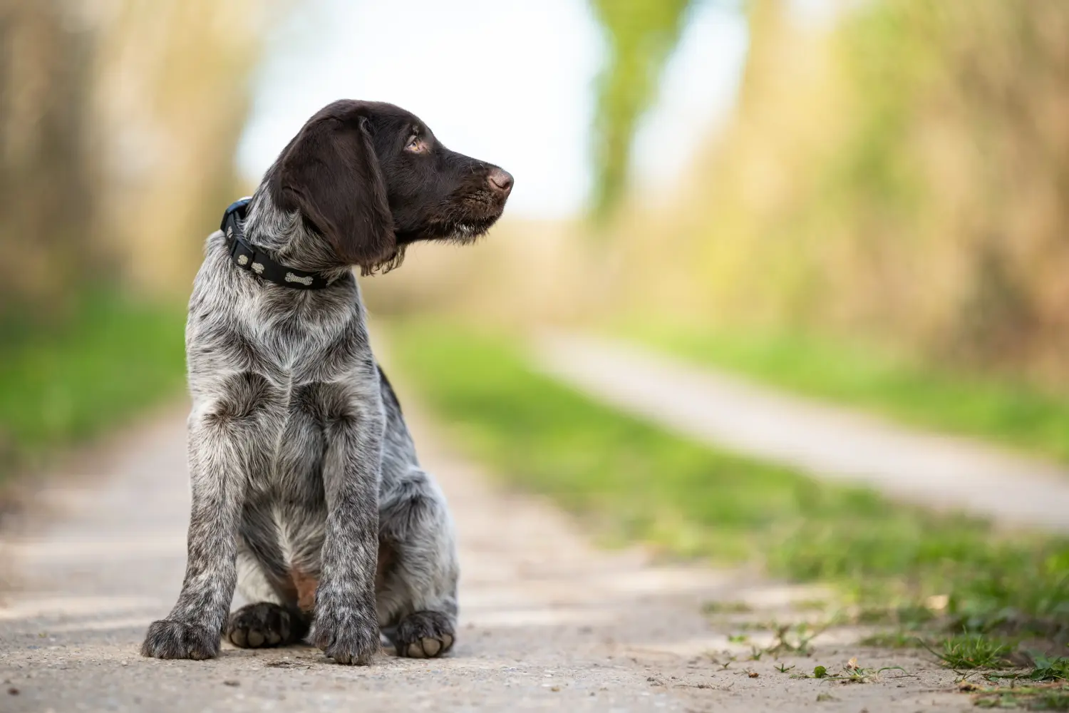 Comprar um cachorro de pelo de arame alemão significa assumir responsabilidades! Comprar cachorros de pelo cerdoso alemão.
