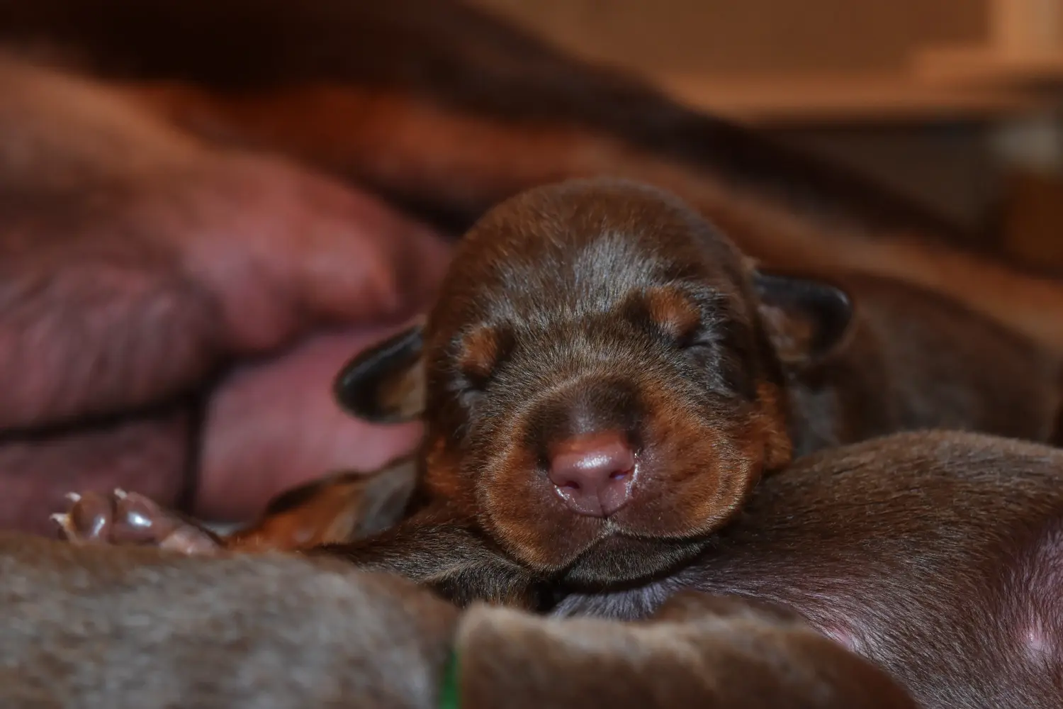 Comprar um cachorro Dobermann significa assumir responsabilidades! Comprar cachorros Doberman.