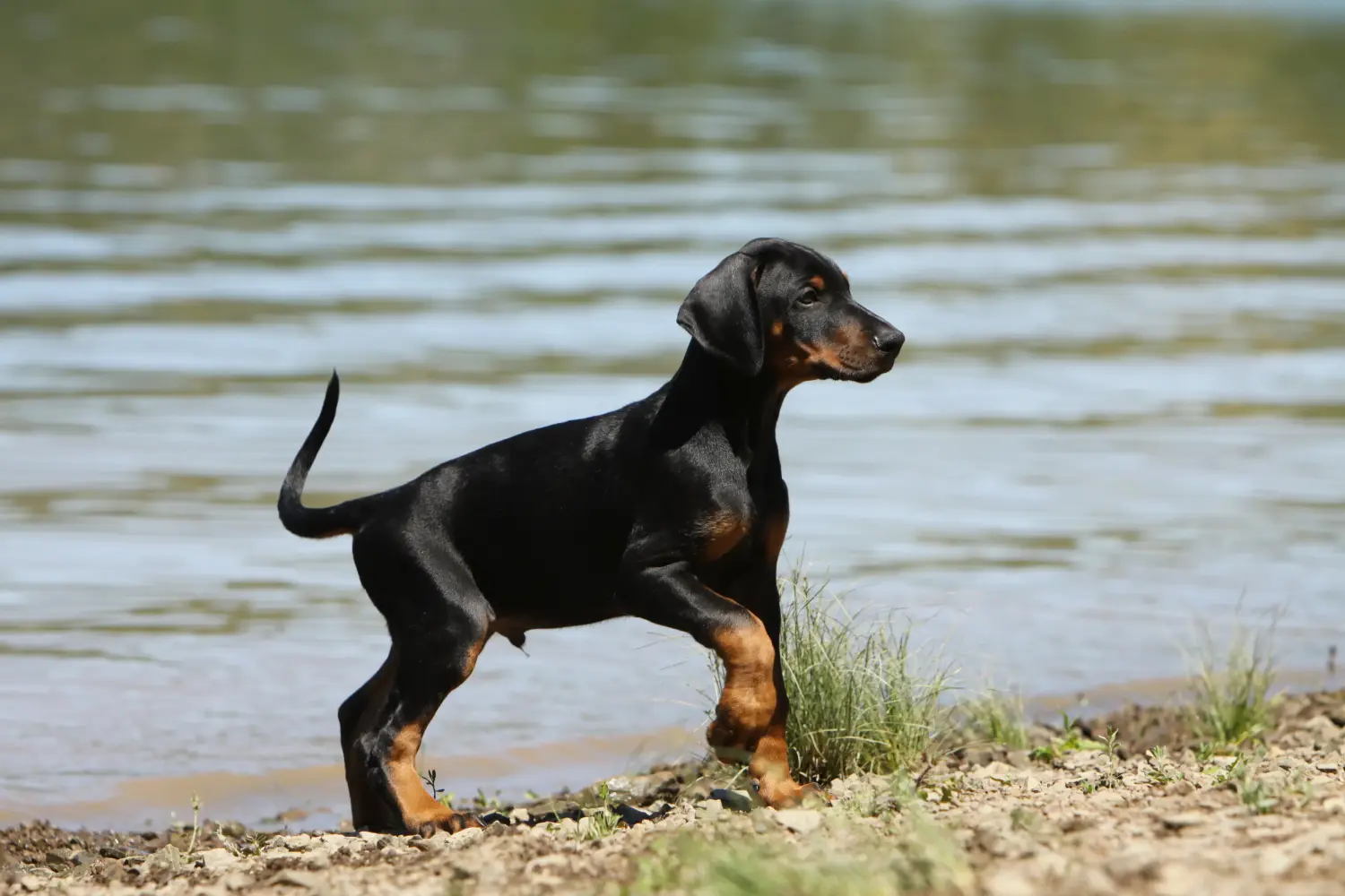 Comprar um cachorro Dobermann significa assumir responsabilidades! Comprar cachorros Doberman.