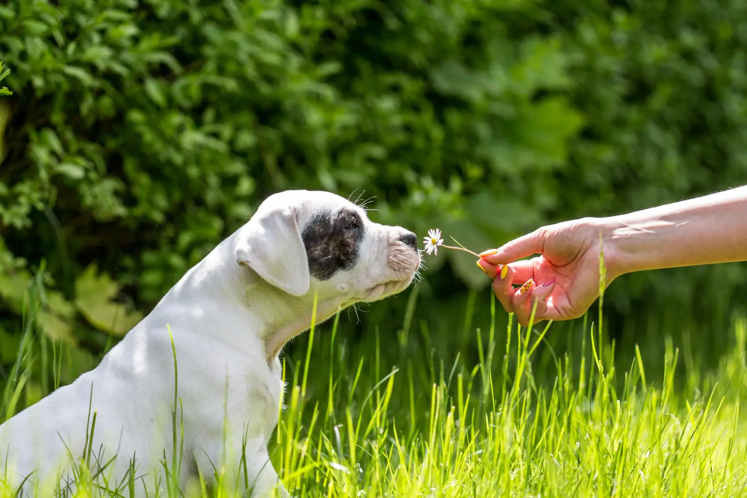 Comprar um cachorro Dogo Argentino significa assumir a responsabilidade! Comprar cachorros Dogo Argentino.