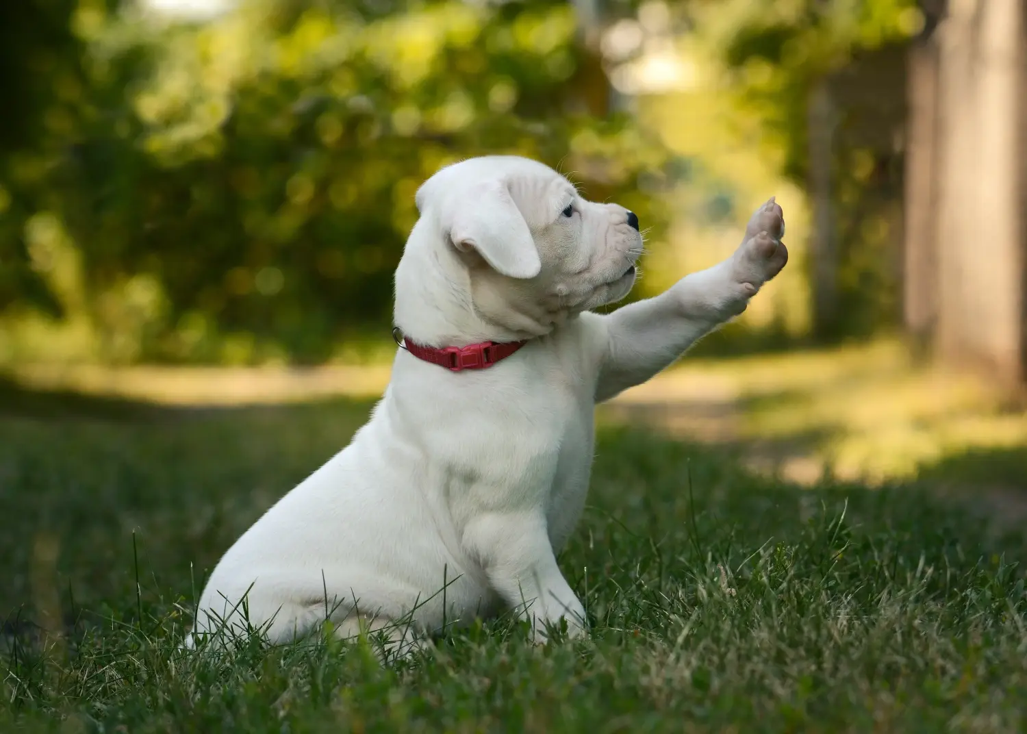 Comprar um cachorro Dogo Argentino significa assumir a responsabilidade! Comprar cachorros Dogo Argentino.