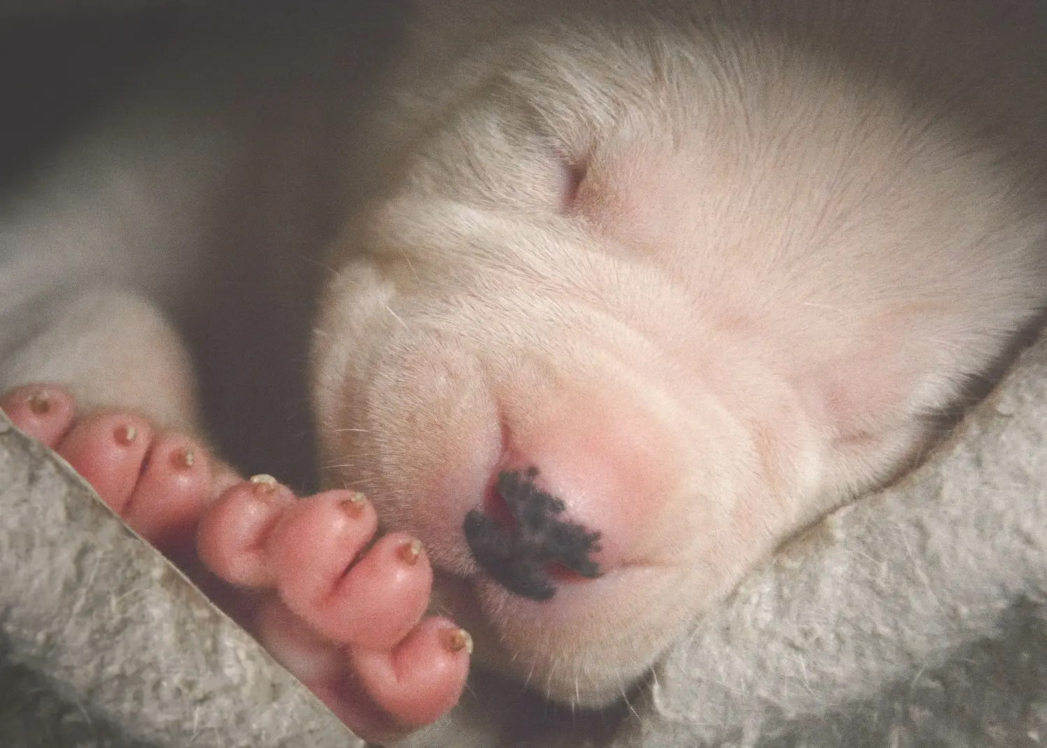 Comprar um cachorro Dogo Argentino significa assumir a responsabilidade! Comprar cachorros Dogo Argentino.