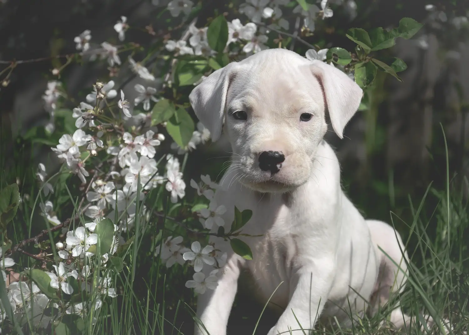 Comprar um cachorro Dogo Argentino significa assumir a responsabilidade! Comprar cachorros Dogo Argentino.