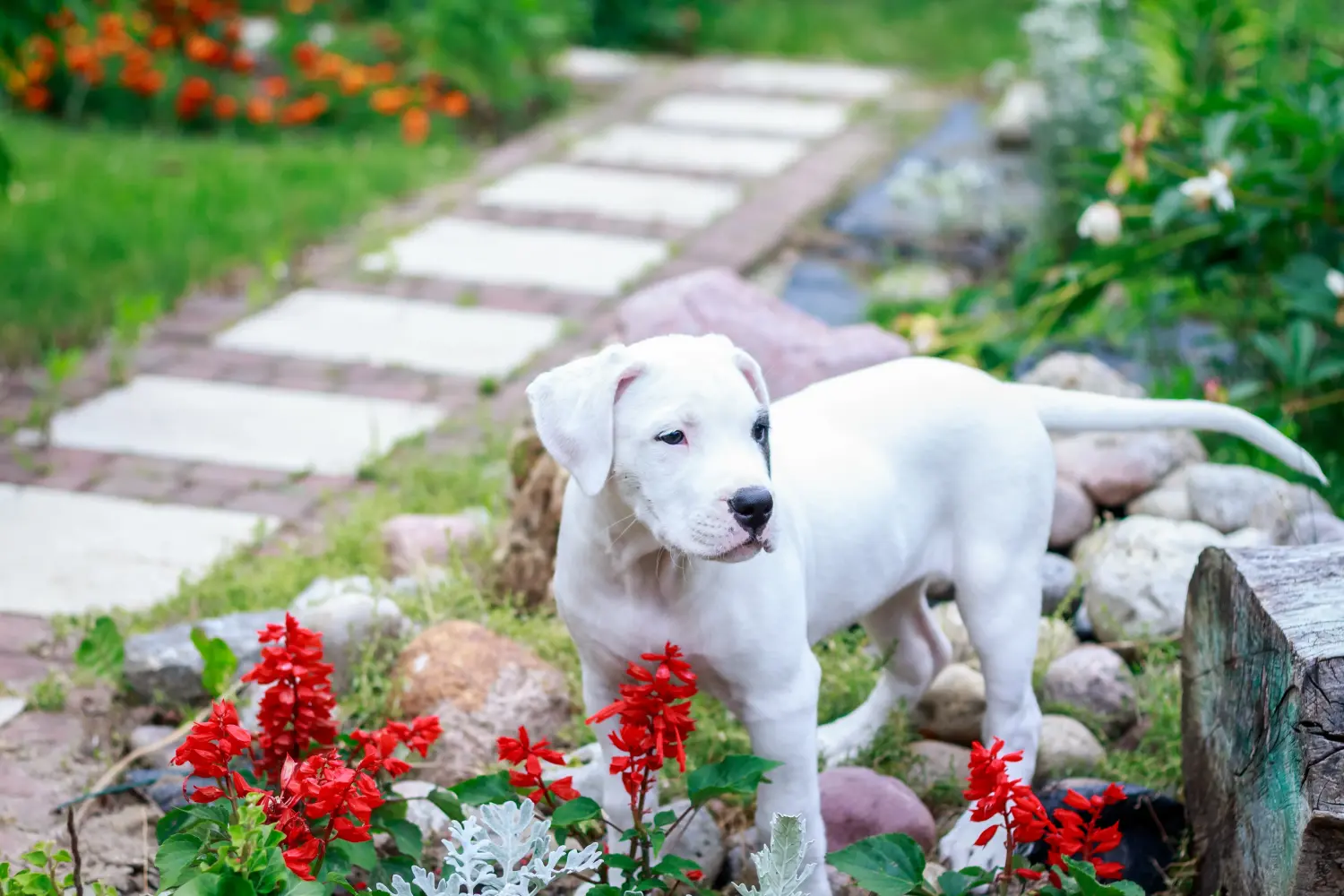 Comprar um cachorro Dogo Argentino significa assumir a responsabilidade! Comprar cachorros Dogo Argentino.