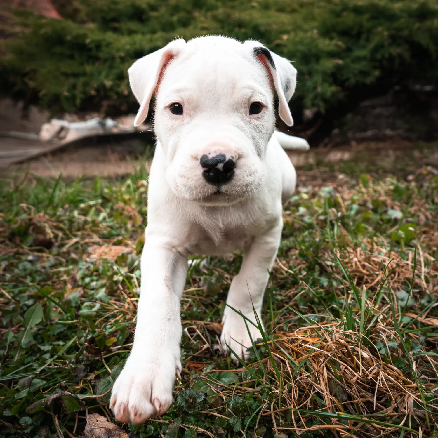 Comprar um cachorro Dogo Argentino significa assumir a responsabilidade! Comprar cachorros Dogo Argentino.