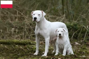Read more about the article Criadores de Dogo Argentino e cachorros na Polónia