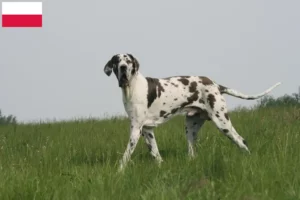 Read more about the article Criadores de Dogue Alemão e cachorros na Polónia