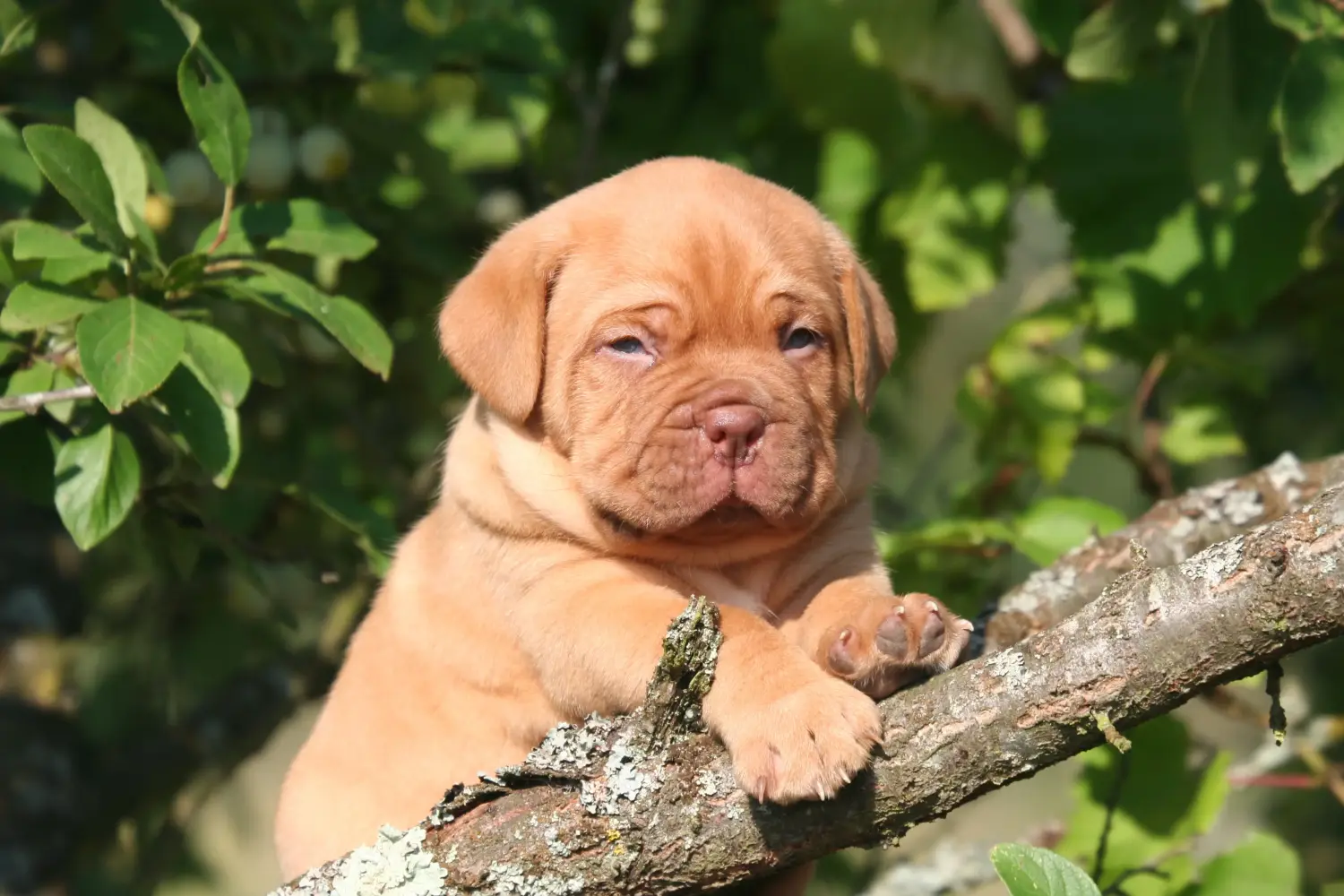 Comprar um cachorro Dogue de Bordeaux significa assumir a responsabilidade! Comprar cachorros Dogue de Bordeaux.
