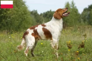 Read more about the article Epagneul Breton criadores e cachorros na Polónia