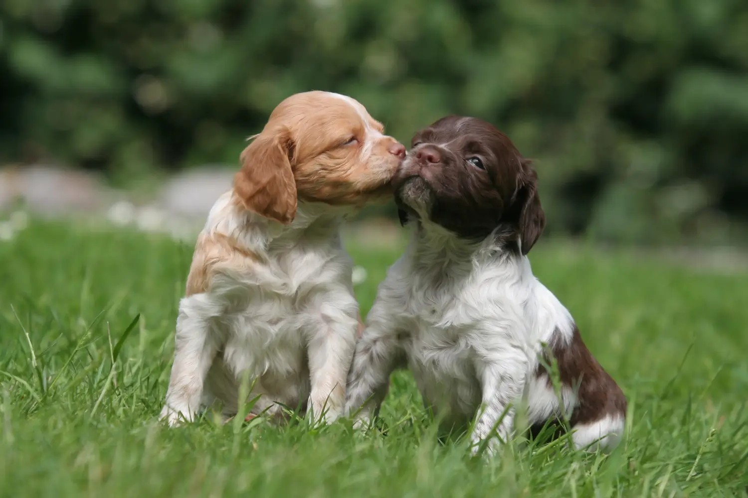 Comprar um cachorro Epagneul Breton significa assumir a responsabilidade! Comprar cachorros Epagneul Breton.