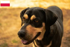 Read more about the article Criadores de Erdélyi Kopó e cachorros na Polónia