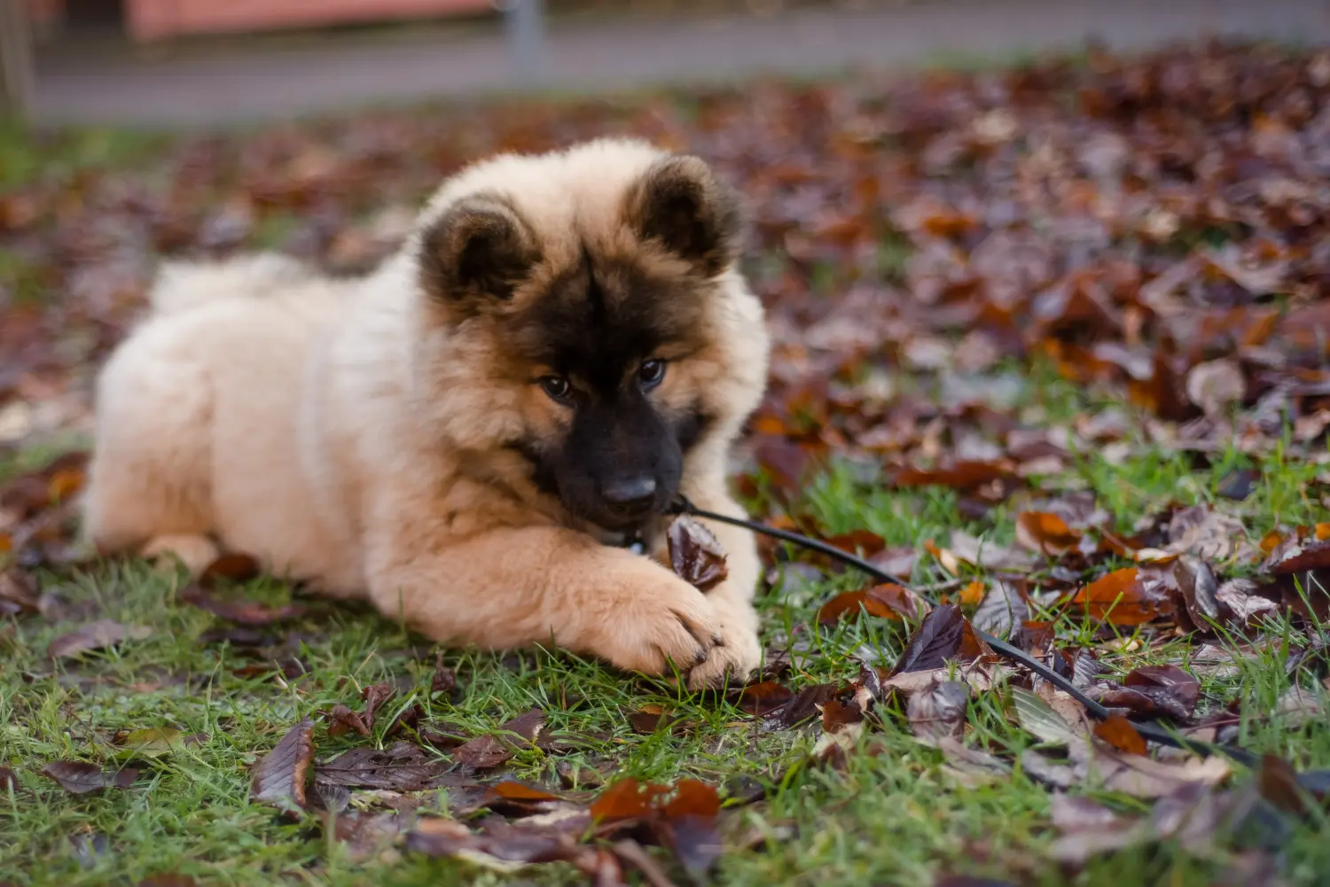 Comprar um cachorro Eurasier significa assumir a responsabilidade! Comprar cachorros Eurasier.