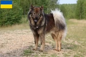 Read more about the article Criadores de Eurasier e cachorros na Ucrânia