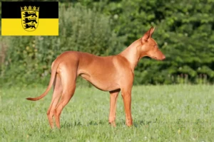 Read more about the article Faraó criadores de cães e cachorros em Baden-Württemberg