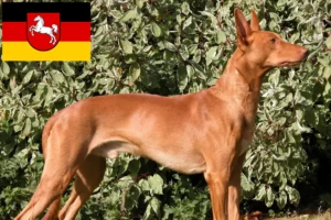 Read more about the article Faraó criadores de cães e cachorros na Baixa Saxónia