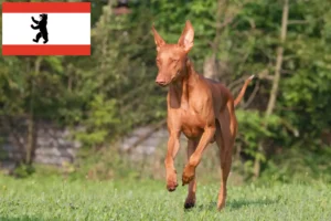 Read more about the article Faraó criador de cães e cachorros em Berlim