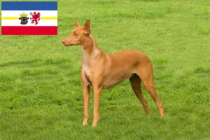Read more about the article Faraó criadores de cães e cachorros em Mecklenburg-Vorpommern