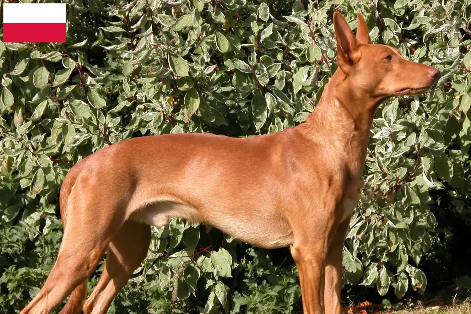 Read more about the article Faraó criadores de cães e cachorros na Polónia