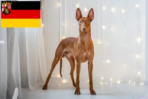 Read more about the article Faraó criadores de cães e cachorros em Renânia-Palatinado