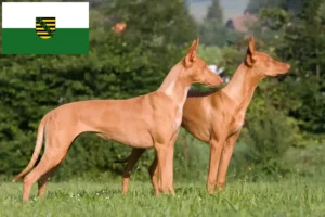 Read more about the article Faraó criadores de cães e cachorros em Saxónia