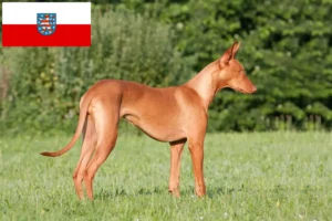Read more about the article Faraó criadores de cães e cachorros na Turíngia