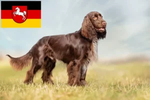 Read more about the article Criadores de Field Spaniel e cachorros na Baixa Saxónia