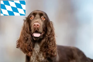 Read more about the article Criadores de Field Spaniel e cachorros na Baviera