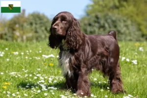 Read more about the article Criadores de Field Spaniel e cachorros em Saxónia