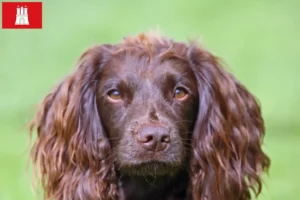 Read more about the article Criadores de Field Spaniel e cachorros em Hamburgo
